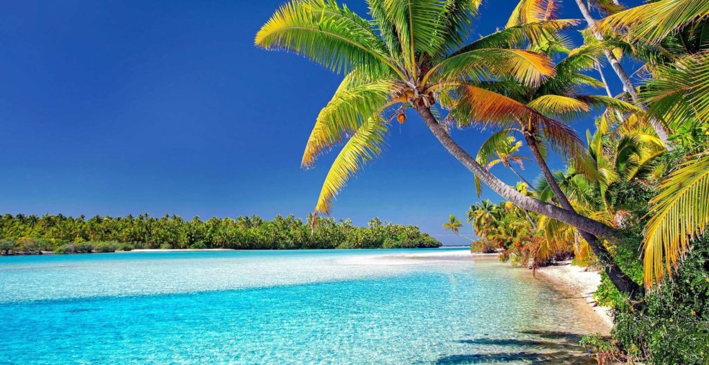 paradise beach, clear waters, palm above the water