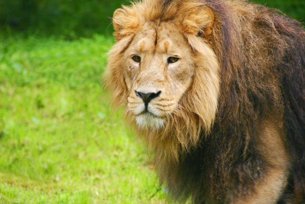 Picture of a lion