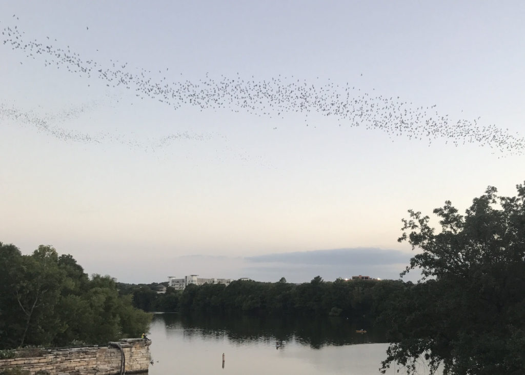 austin bats in the sky