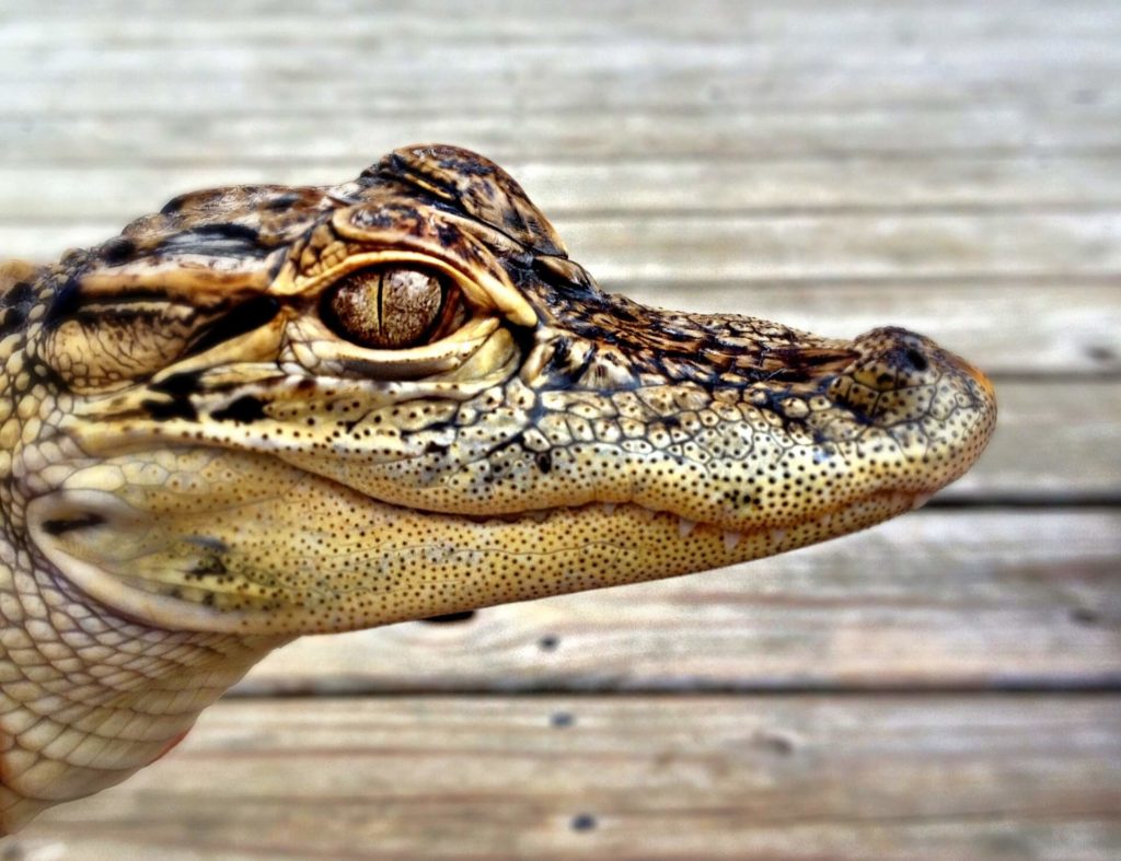 up-close picture of crocodile taken in Columbus Zoo
