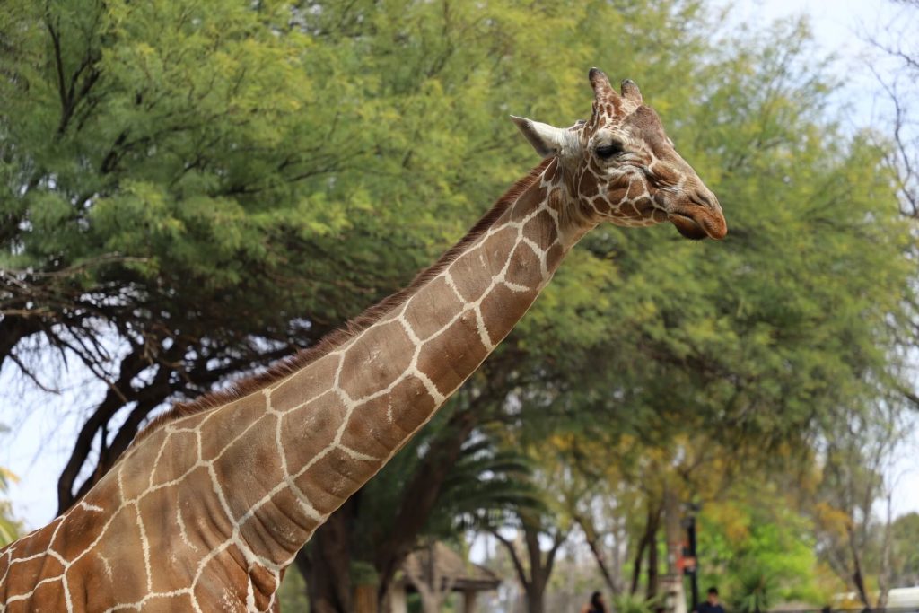 girafe at reid park zoo