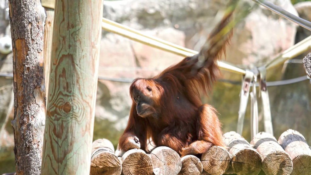 photo of a monkey playing in its enclosure at the El Paso Zoo