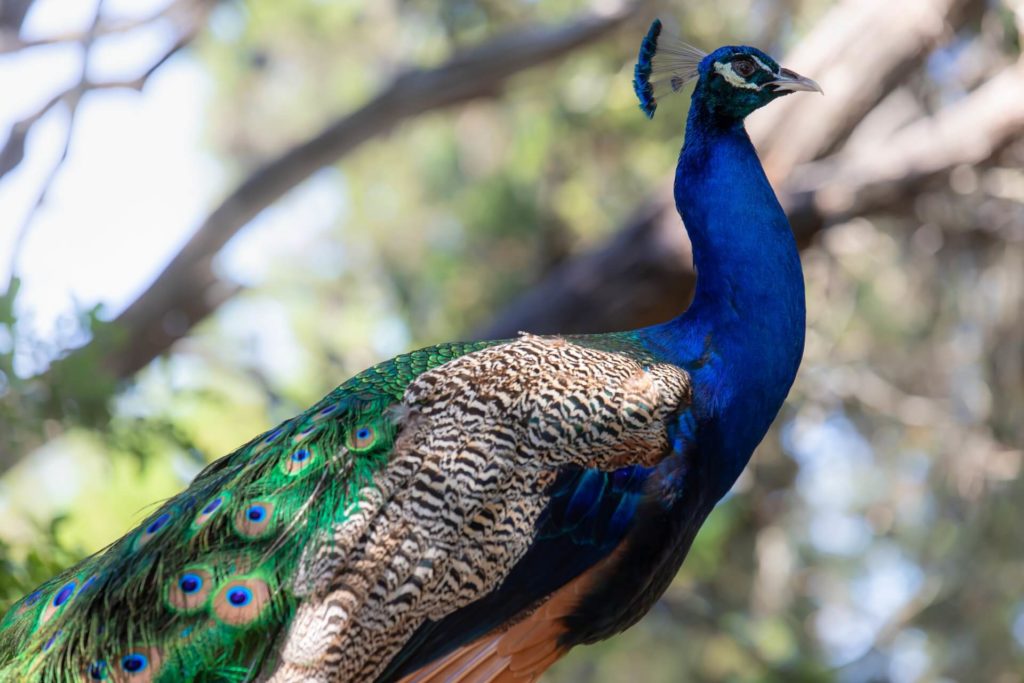 peacock mayfield park austin tx