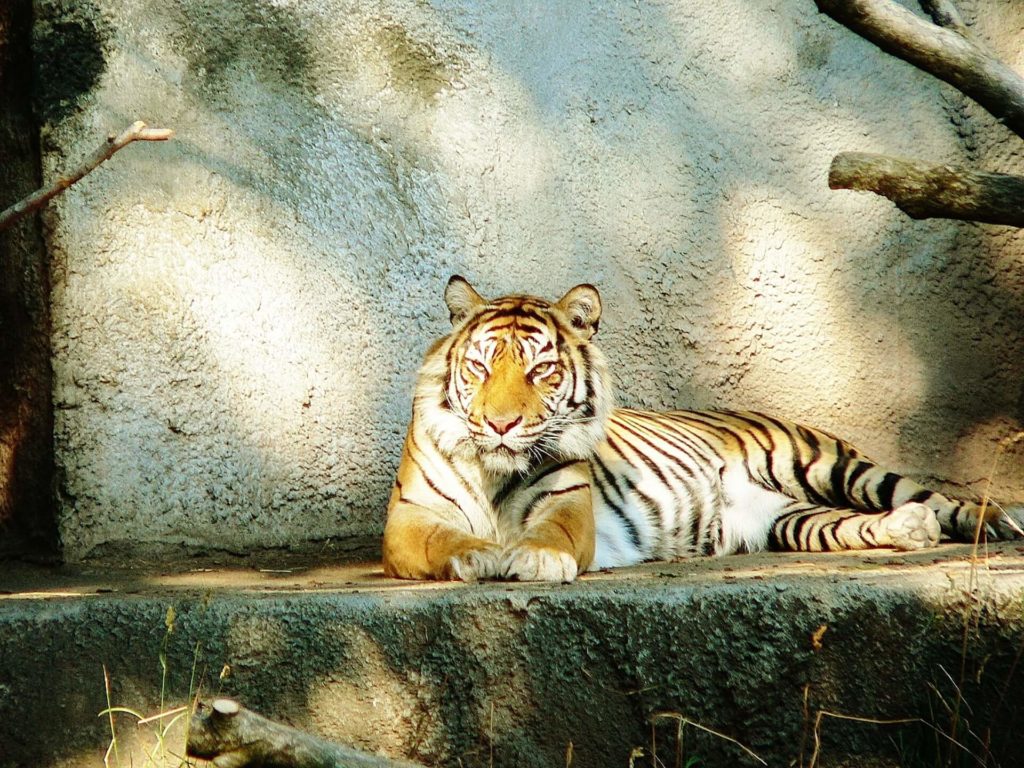 tiger at woodland park zoo seattle