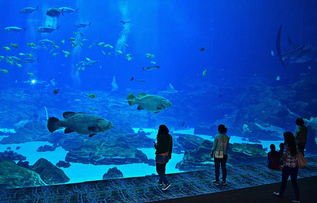 Picture inside of Georgia Aquarium