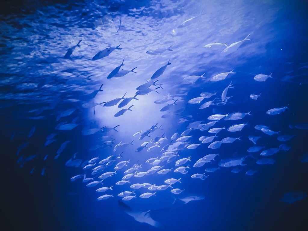 Picture of L'Oceanogràfic aquarium