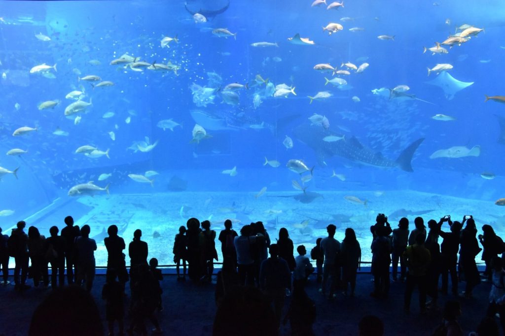 Picture inside of Okinawa Churaumi Aquarium