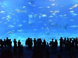okinawa churaumi aquarium