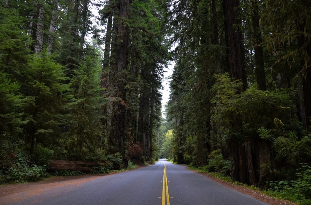 Road and big giant redwood trees