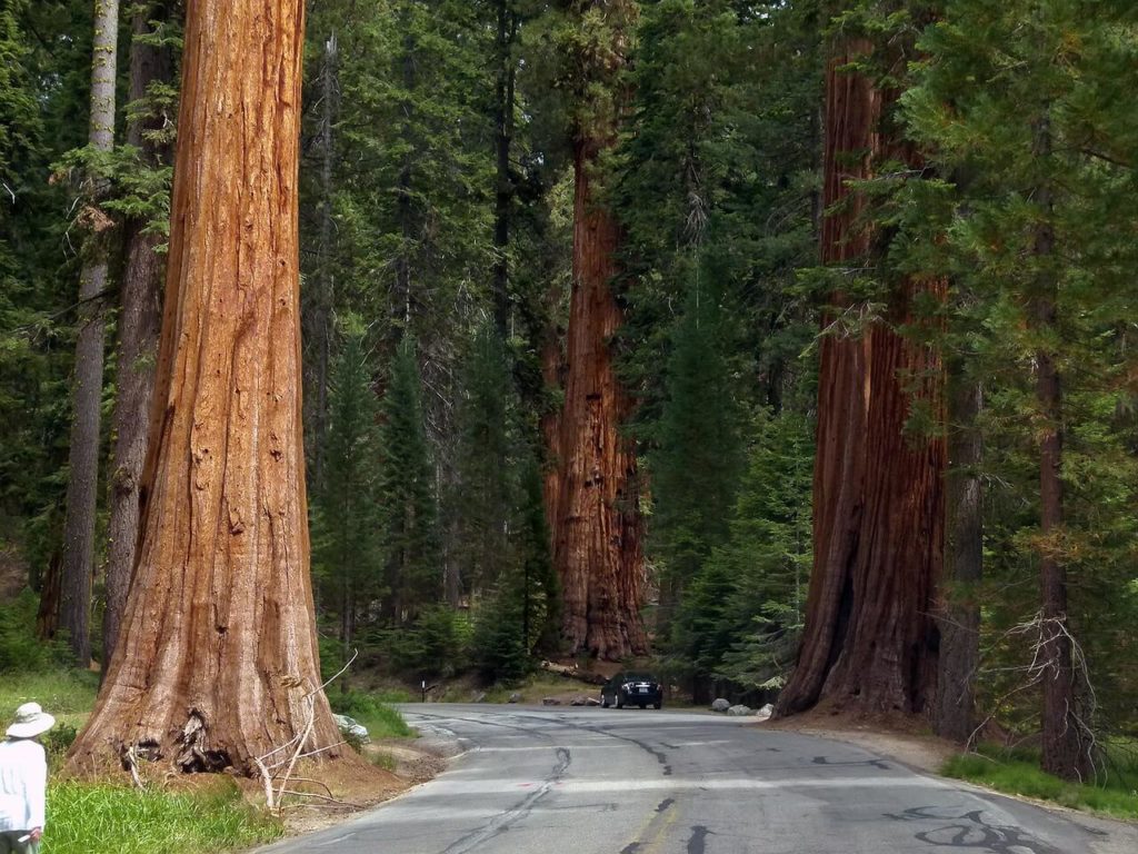 Forest, Road, parked car and huge sequoia trees 
