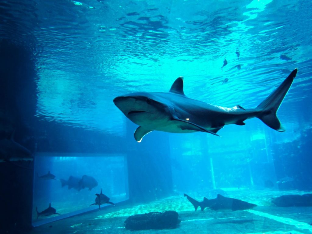 Picture inside of uShaka Marine World Aquarium