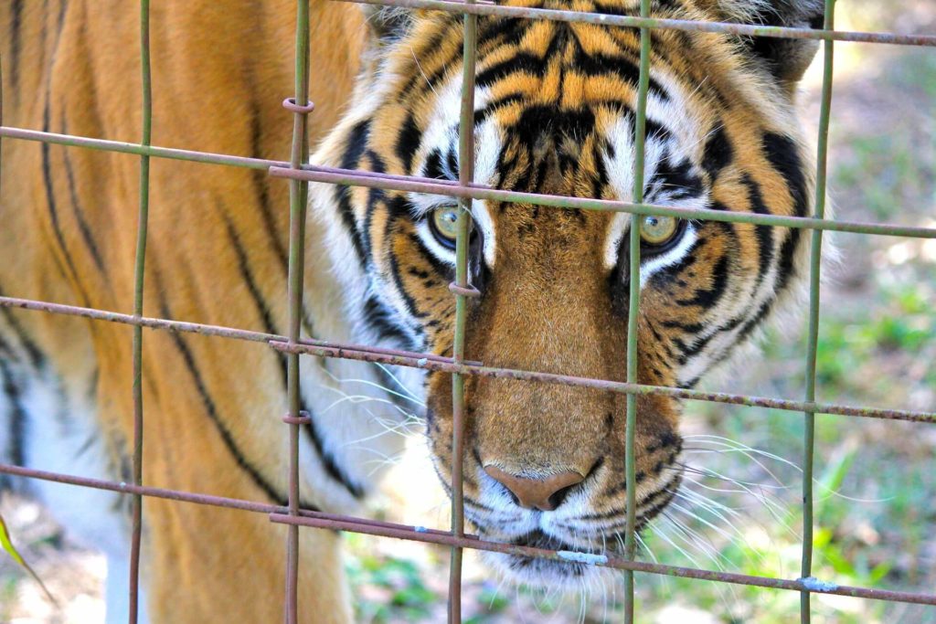 Tiger closeup picture