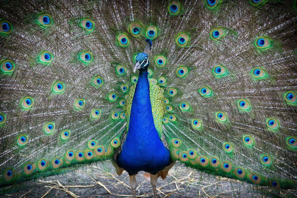 bronx zoo peacock