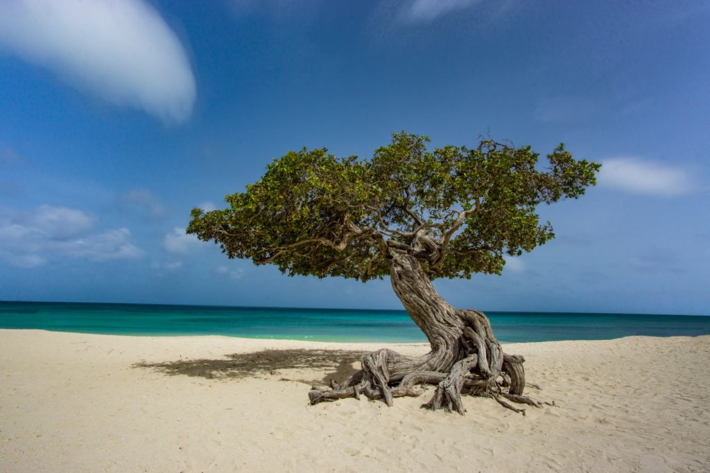 divi divi tree on eagle beach in aruba