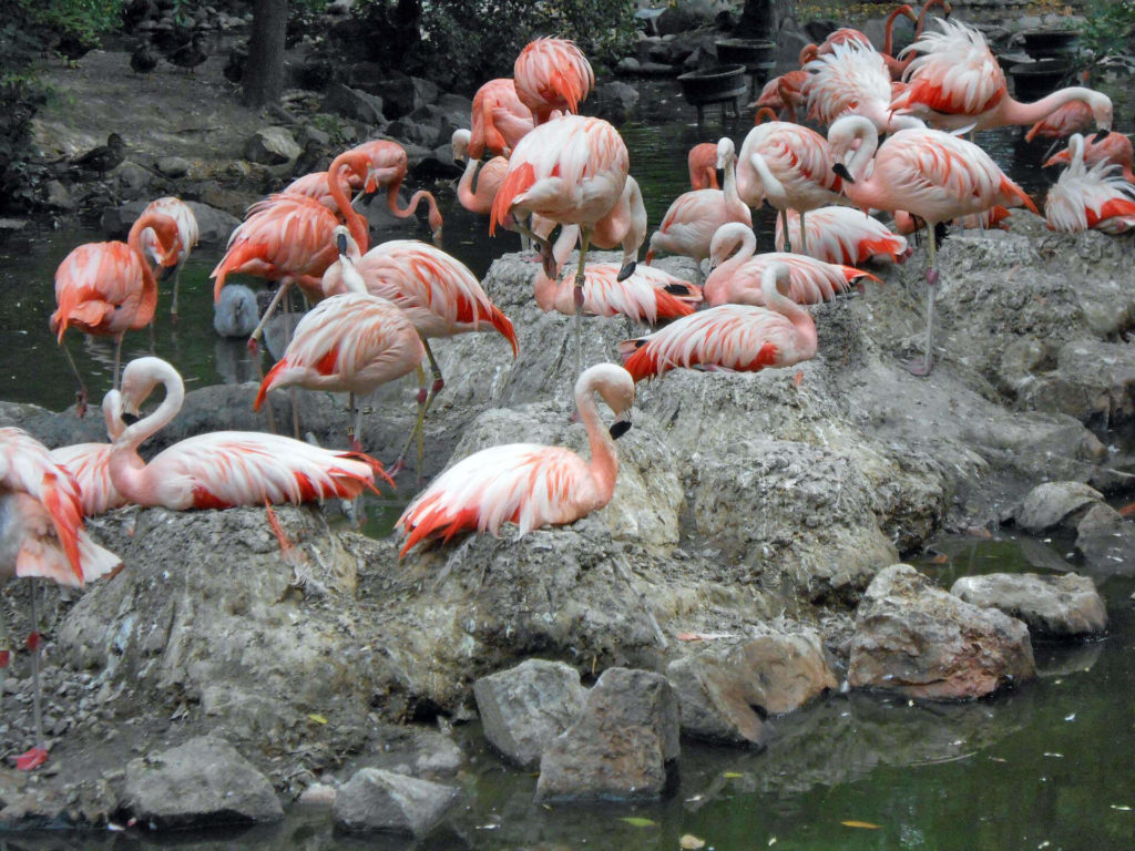flamingo at denver zoo