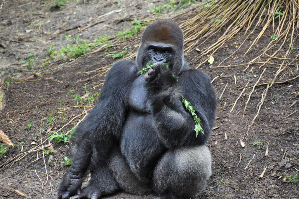 houston zoo gorilla