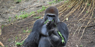 houston zoo gorilla