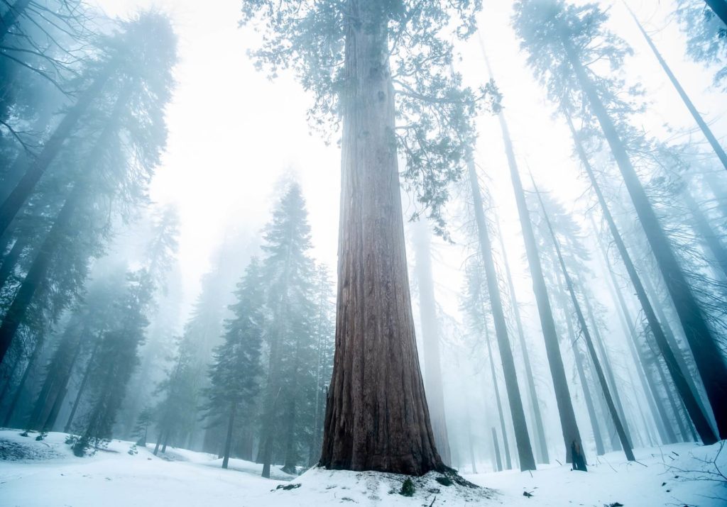 sequoia national park winter