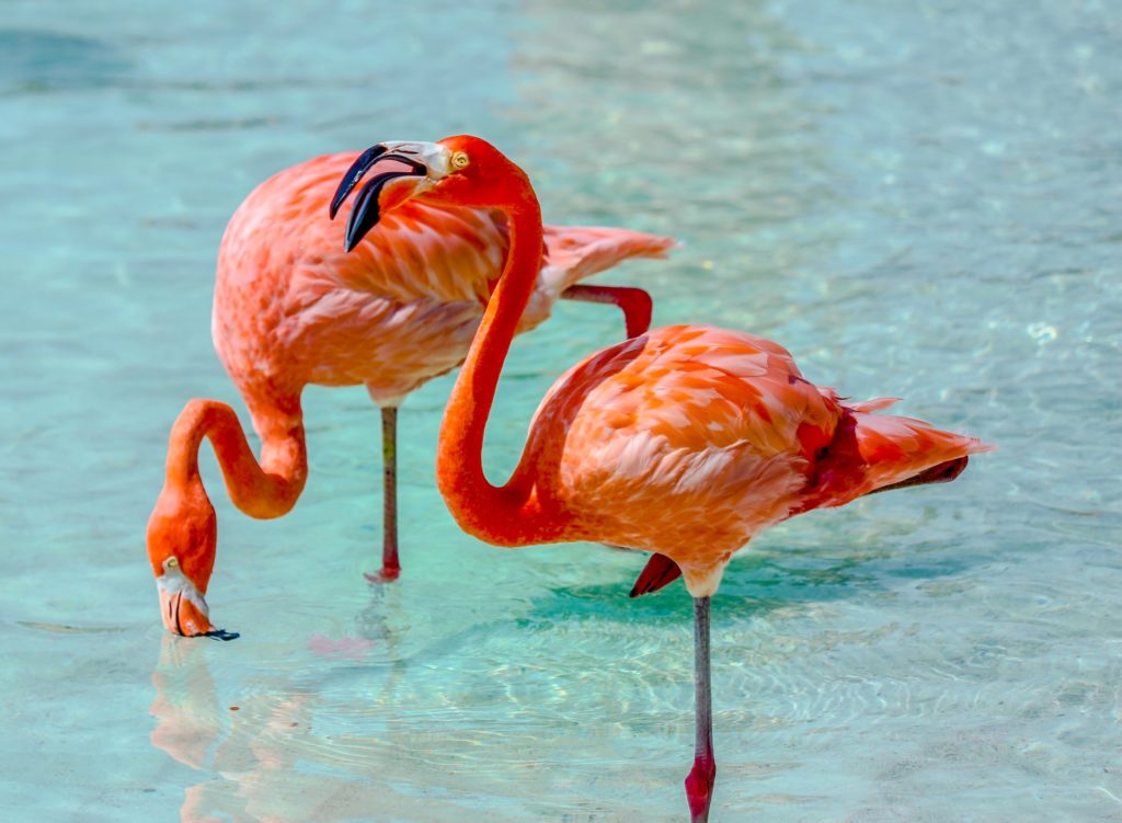 two pink flamingos island aruba